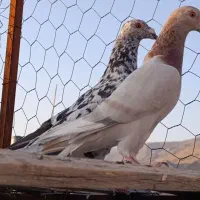 5تا کفتر جنگی|پرنده|شیراز, میانرود|دیوار