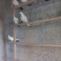 ی ۱۰تای هستن