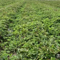 توت فرنگی سابرینا