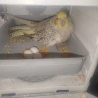 عروس هلندی ماده