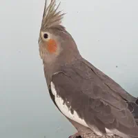 عروس هلندی بالغ ماده