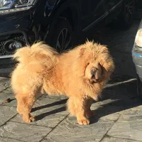 فروش و معاوضه یک جفت چاو چاو نر و ماده دوساله