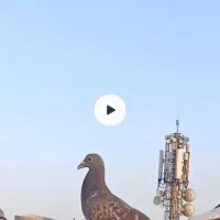 جوجه پولکی گم شده