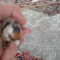 جوجه سهره و۲عدد قناری ماده|پرنده|سنندج, |دیوار