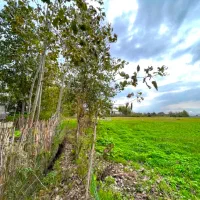 شالیزار2هزار متری چسبیده به بافت بامدارک شسته رفته