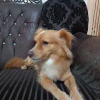 پامر روباهی