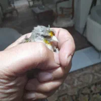 سهره قناری