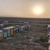 کندو و طبق دست دوم زنبور عسل