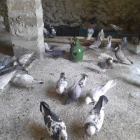 کبوتر|پرنده|بدره, |دیوار