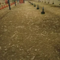 ققنوس کودمرغی|خدمات باغبانی و درختکاری|کرمان, |دیوار