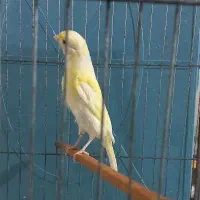 قناری ماده ۶ماه