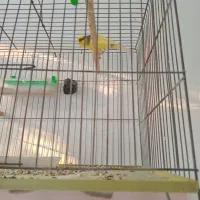 قفس‌۴تاقفس‌نوع