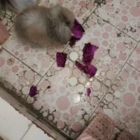 خرگوش|موش و خرگوش|قم, کیوانفر|دیوار