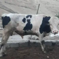 گوساله  نر سمینتال