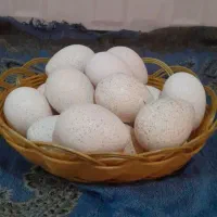 تخم بوقلمون نطفه دار