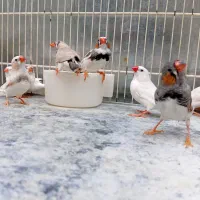 فنچ