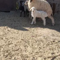 میش جوان زایش اول فروشی|حیوانات مزرعه|زیرکوه, |دیوار