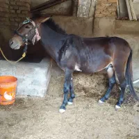 قاطر سالم و جوان