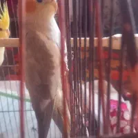 عروس هلندی|پرنده|کتالم و سادات شهر, |دیوار