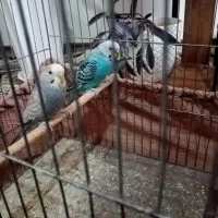 دو عدد مرغ عشق|پرنده|شهرکرد, |دیوار