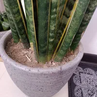 سانسوریا|گل و گیاه طبیعی|فولادشهر, مسکن مهر فولادشهر|دیوار