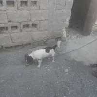 پیداشدن یک سگ دزدیده شده