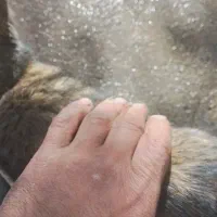 توله گربه|گربه|خمین, |دیوار