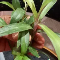 قلمه جوانه برگ انجیری،بامبوخاکی،..|گل و گیاه طبیعی|تهران, ابوذر|دیوار