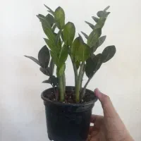 گل وگیاه