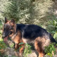 ژرمن شپرد شولاین اصیل بالغ