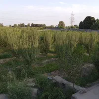 باغ و ویلا شهریار