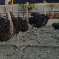 کود شترمرغ تابستونی