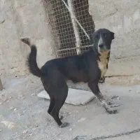 واگذاری ،سگ نگهبان|سگ|زنجان, |دیوار