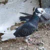 کفتر کبوتر فروشی|پرنده|قم, تعویض پلاک|دیوار