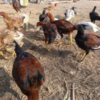 جوجه لاری۵ماهه