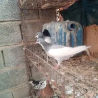 کفتر خوشرنگ بد رنگ|پرنده|شیراز, محمدیه|دیوار