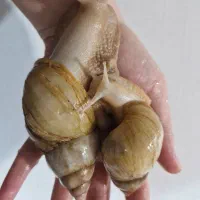 خاویار حلزون و حلزون (آچاتینا) کلاژنساز وطبی