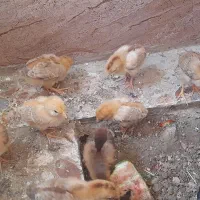 جوجه یک ماهه