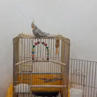عروس هلندی سخنگو جفت|پرنده|شیراز, شهرک گلستان|دیوار