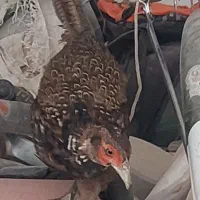 فروش 2عدد پرنده زینتی جوان پاکستانی یک ماده ،یک نر