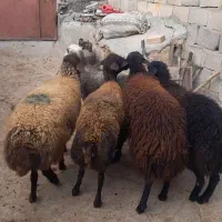 گوسفند داشتی شیشک
