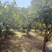 زمین خوش قیمت زوات غرب