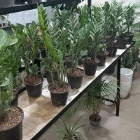 گل و گیاه طبیعی تزئینی گلدان