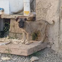 توله سرابی اصیل