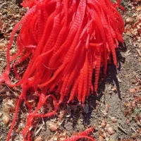 توری بسته بندی پیاز