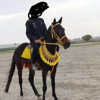 مادیان کورسی پرشی