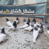 کبوتر کله ای|پرنده|اصفهان, ارغوانیه|دیوار