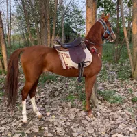 اسب کرد پنج ساله|اسب و تجهیزات اسبسواری|پیربازار, |دیوار