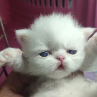 گربه اسکاتیش و پرشین|گربه|گنبد کاووس, |دیوار