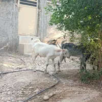 کهره نر|حیوانات مزرعه|شبانکاره, |دیوار